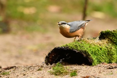 bdmaasduinen klever 01 Maasduinen 2022
