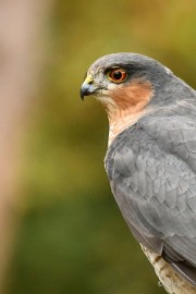 bdmaasduinen sperwer 02 Maasduinen 2022