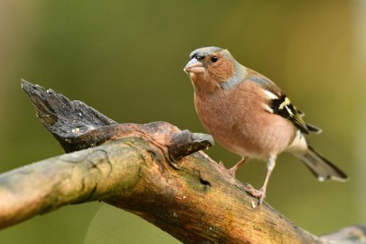 bdmaasduinen vink 02 Maasduinen 2022