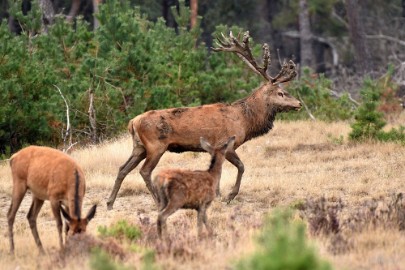 bdVeluwe 2022 01 Veluwe 2022