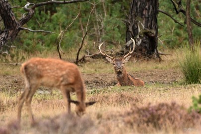 bdVeluwe 2022 03 Veluwe 2022