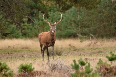 bdVeluwe 2022 04 Veluwe 2022