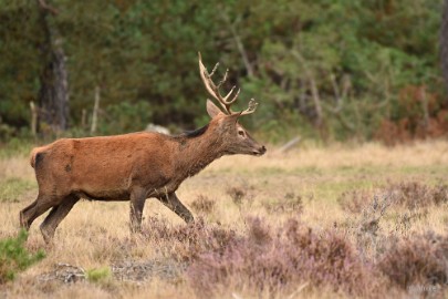 bdVeluwe 2022 06 Veluwe 2022