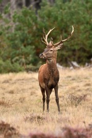 bdVeluwe 2022 07 Veluwe 2022