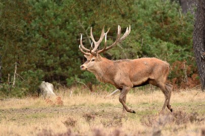 bdVeluwe 2022 09 Veluwe 2022