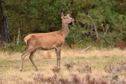 bdVeluwe 2022 10 Veluwe 2022