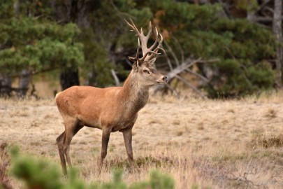 bdVeluwe 2022 12 Veluwe 2022