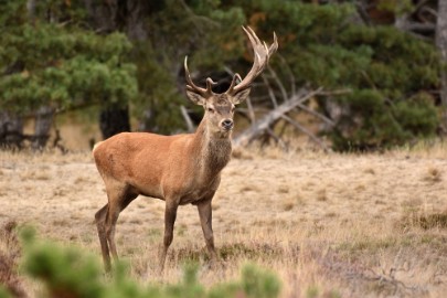 bdVeluwe 2022 13 Veluwe 2022