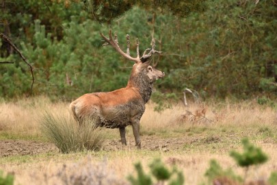 bdVeluwe 2022 14 Veluwe 2022