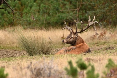 bdVeluwe 2022 15 Veluwe 2022