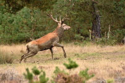 bdVeluwe 2022 16 Veluwe 2022