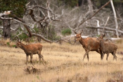 bdVeluwe 2022 17 Veluwe 2022