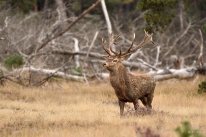 bdVeluwe 2022 18 Veluwe 2022