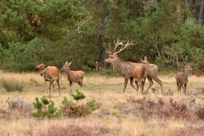 bdVeluwe 2022 21 Veluwe 2022