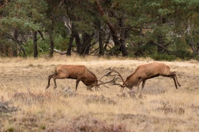 bdVeluwe 2022 23 Veluwe 2022