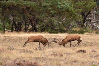 bdVeluwe 2022 24 Veluwe 2022