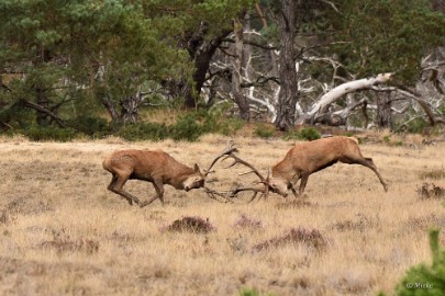 bdVeluwe 2022 27 Veluwe 2022