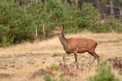 bdVeluwe 2022 28 Veluwe 2022