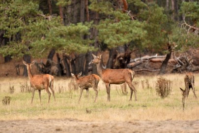 bdVeluwe 2022 29 Veluwe 2022