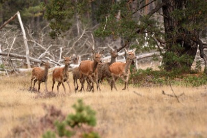 bdVeluwe 2022 31 Veluwe 2022