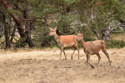 bdVeluwe 2022 32 Veluwe 2022