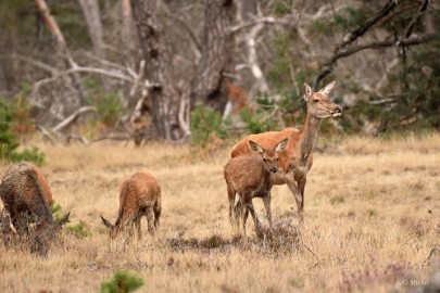 bdVeluwe 2022 33 Veluwe 2022