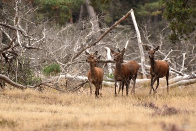 bdVeluwe 2022 34 Veluwe 2022