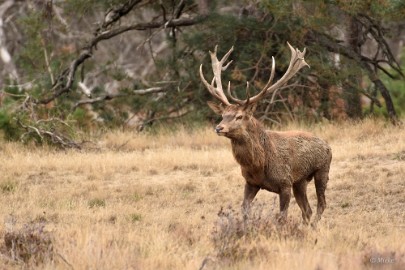 bdVeluwe 2022 35 Veluwe 2022