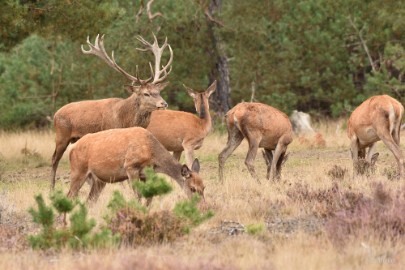 bdVeluwe 2022 36 Veluwe 2022