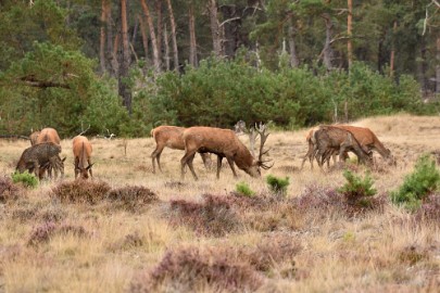 bdVeluwe 2022 37 Veluwe 2022