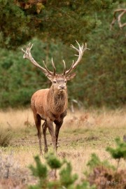 bdVeluwe 2022 38 Veluwe 2022