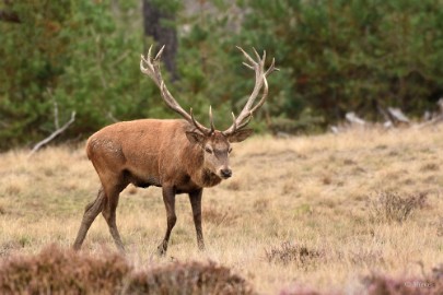 bdVeluwe 2022 39 Veluwe 2022