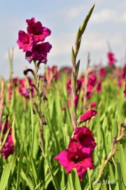 bdDSC_0005 Via Gladiola Echt