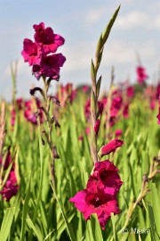 bdDSC_0005 Via Gladiola Echt