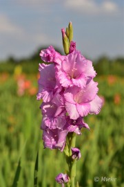 bdDSC_0010 Via Gladiola Echt