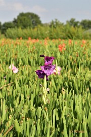 bdDSC_0015 Via Gladiola Echt