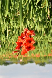 bdDSC_0018 Via Gladiola Echt