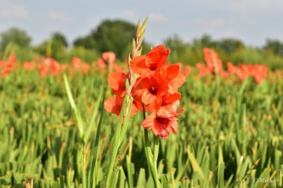 bdDSC_0025 Via Gladiola Echt