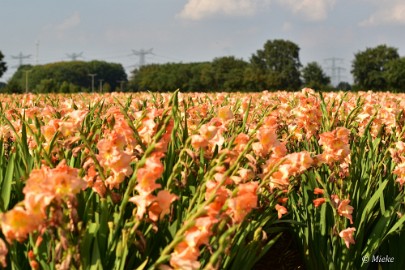 bdDSC_0028 Via Gladiola Echt