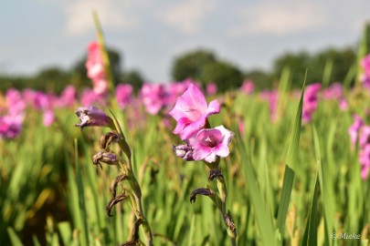 bdDSC_0031 Via Gladiola Echt