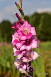 bdDSC_0037 Via Gladiola Echt