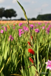 bdDSC_0039 Via Gladiola Echt