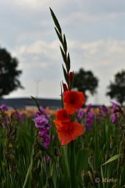 bdDSC_0044 Via Gladiola Echt