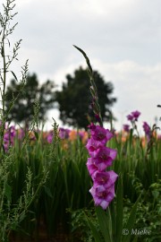 bdDSC_0048 Via Gladiola Echt