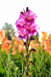 bdDSC_0055 Via Gladiola Echt