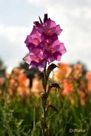 bdDSC_0058 Via Gladiola Echt