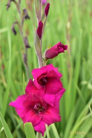 bdDSC_0066 Via Gladiola Echt