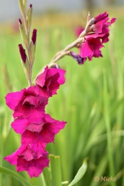 bdDSC_0083 Via Gladiola Echt