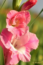 bdDSC_1085 Via Gladiola Echt