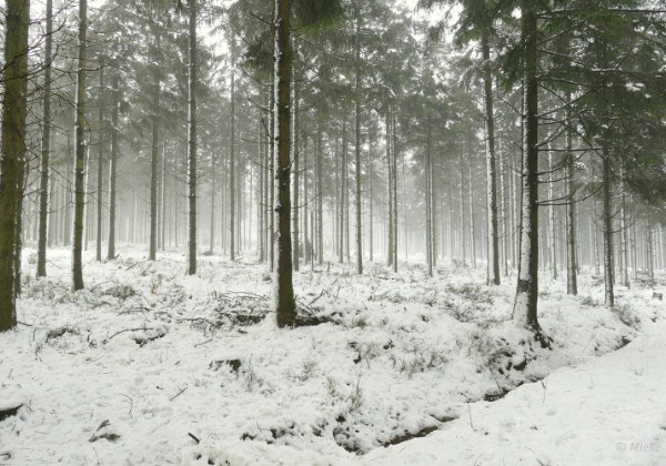 Hoge Venen sneeuw 2022